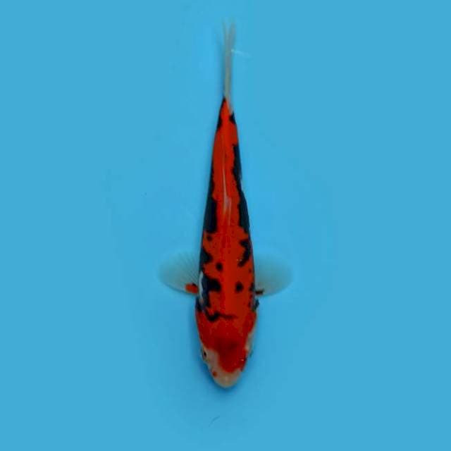 ND BENKIMON 13CM