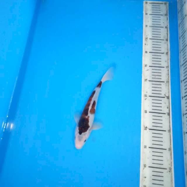 Ai goromo 26 cm