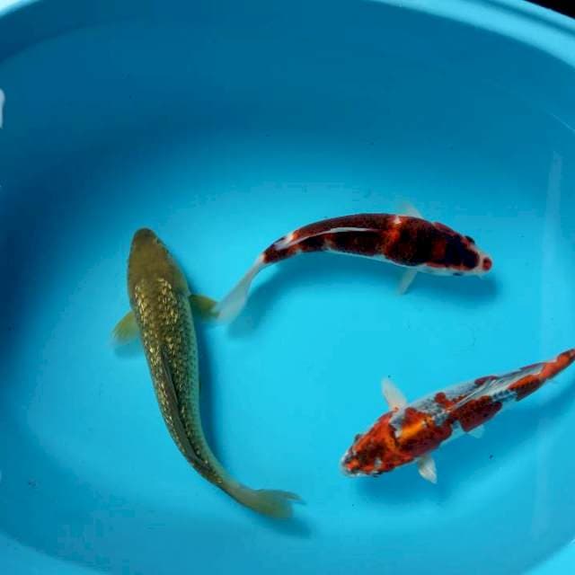 Mix koi