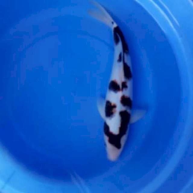 Goromo 35cm male