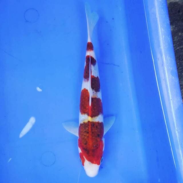 GOROMO