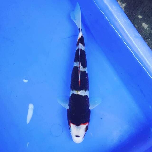 GOROMO 4