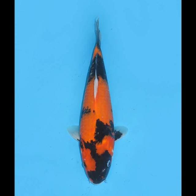 Hi Showa Antik - 32cm