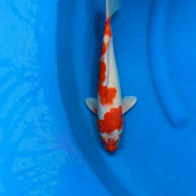 Kohaku hikari moto aka, antik 35bu male