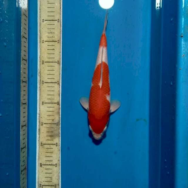 Kohaku