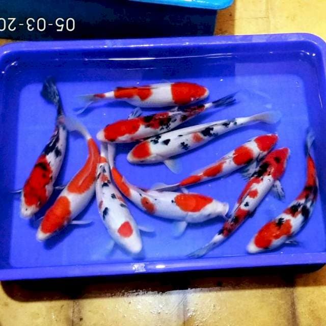 Sanke merah darah 30an cm 10ekor