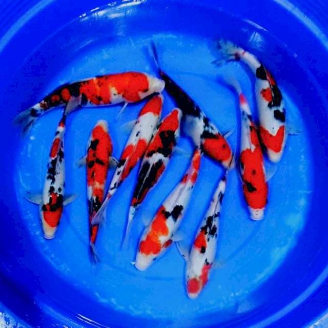Mix sanke merah jozz 10ekor 30an cm