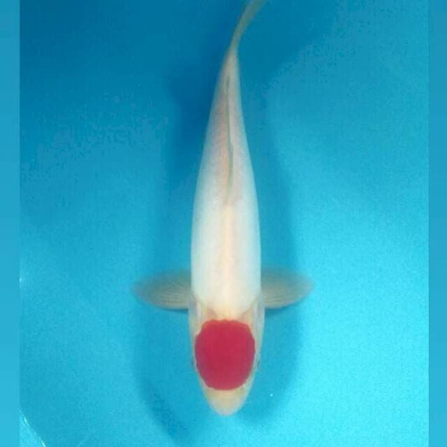 Tancho Kohaku Doitsu Murni, Male 35 cm