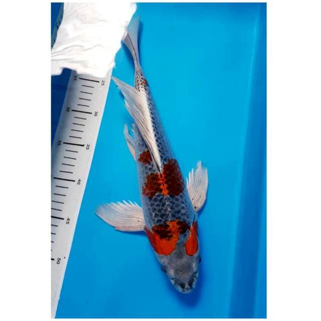 KUMPAY 40cm