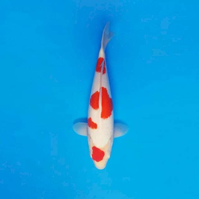 TORA 1 ~ KOHAKU ™