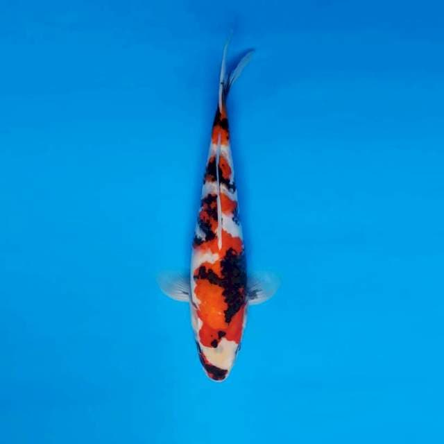 TORA 3 ~ SHOWA SANSOKU ™