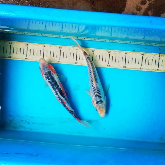 Shusui 2 ekor 24 cm