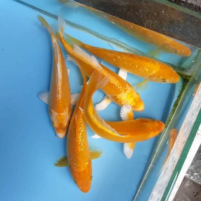 Paket Ogon