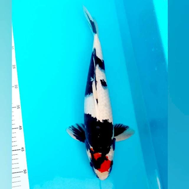 JT F1 momotaro Kualitas