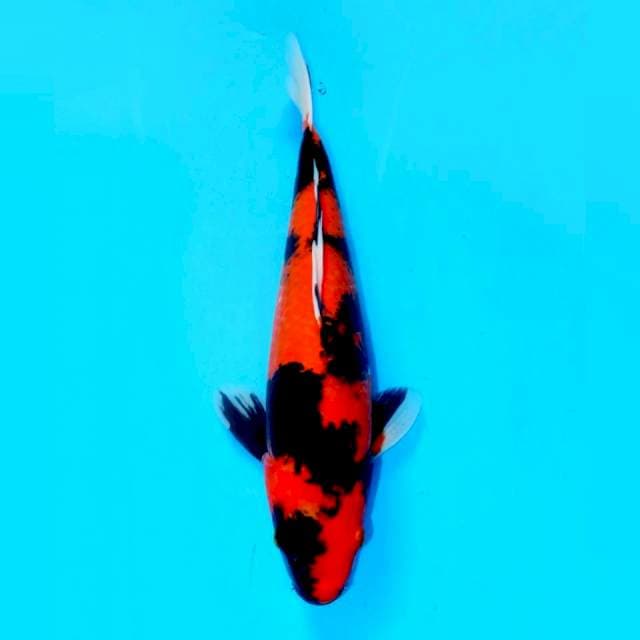 RED SPIDER - SHOWA SQ 34cm