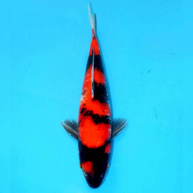 MARUTEN YONDAN SHOWA SQ 29CM