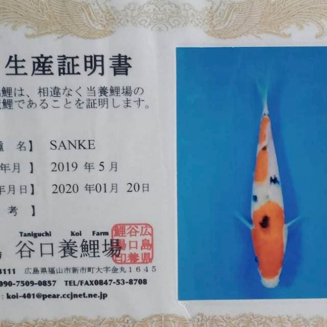 Sanke import taniguchi farm