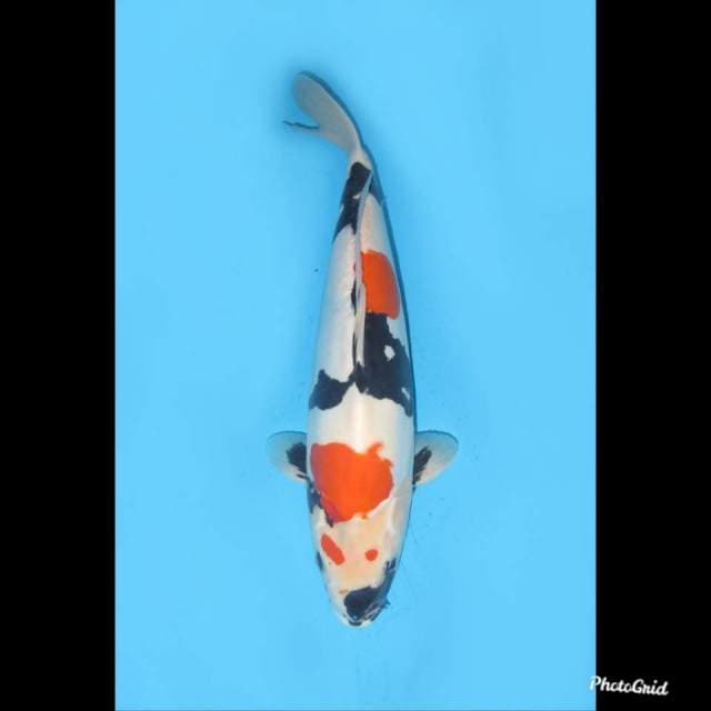 42cm , Kindai Showa Doitsu Murni