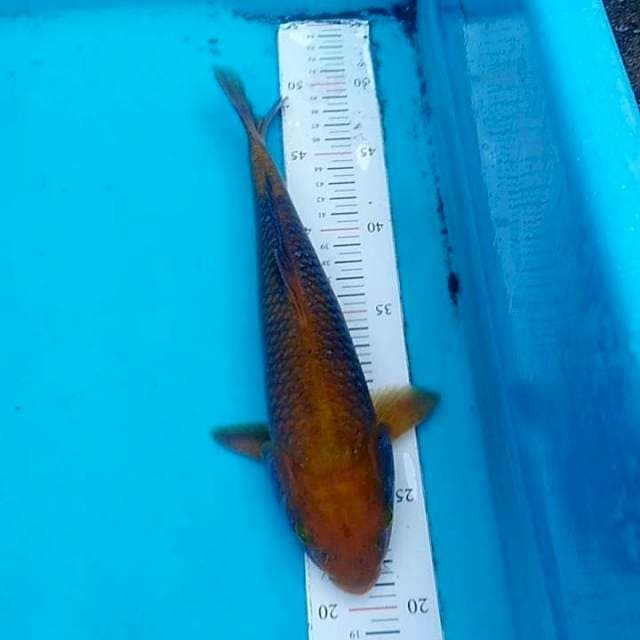 Tembaga