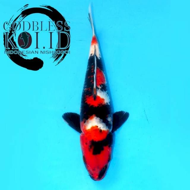 SHOWA HIGH QUALITY, RED STRONG & SHINING WHITE (27CM MALE)