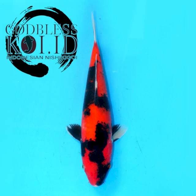 SHOWA SPECIAL QUALITY, RED STRONG & GOOD BODY (29cm male)