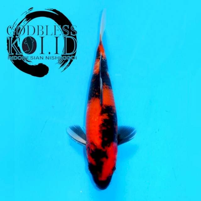 SHOWA SPECIAL QUALITY, RED STRONG, GOOD BODY & GOOD PATTERN (30cm male)