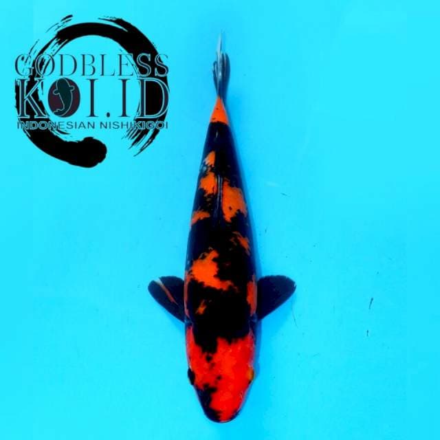 HI UTSURI SPECIAL QUALITY, SUPER RED & GOOD PATTERN (34cm male)
