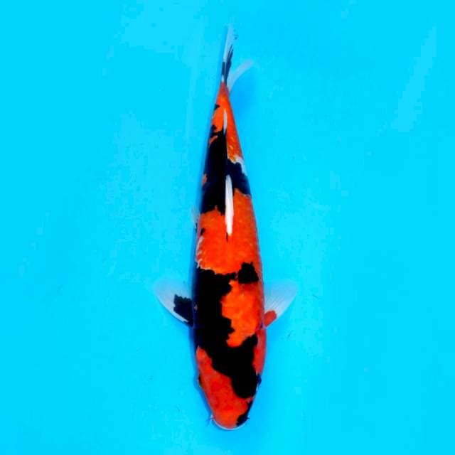 Showa Sanshoku Yondan - 34cm