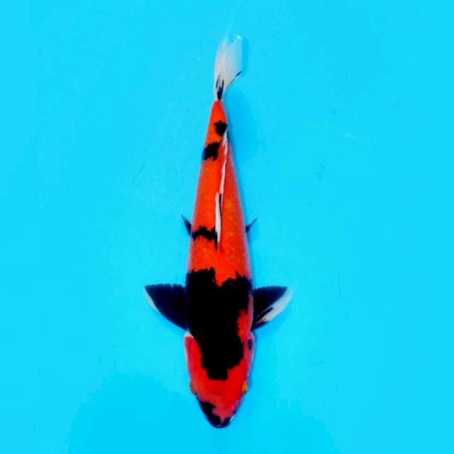 Showa Sanshoku Kucisumi - 35cm