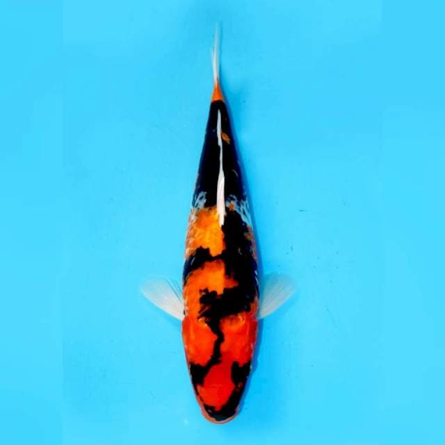 (Black Spider) Showa Sanshoku - 35cm