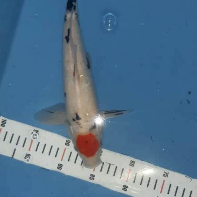 Tancho showa 33cm
