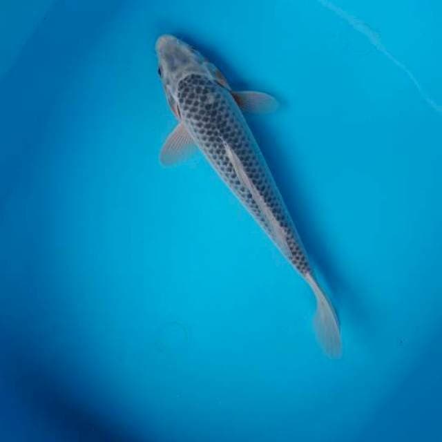 30 cm
