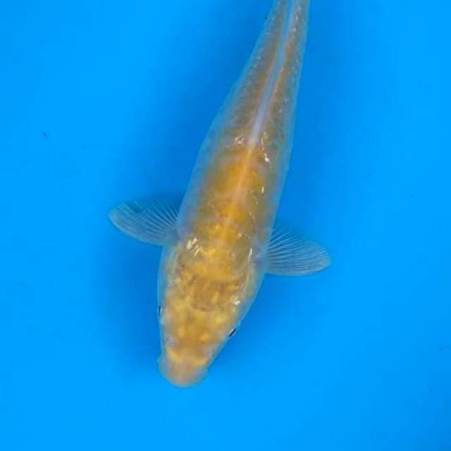Karashi Aragoke