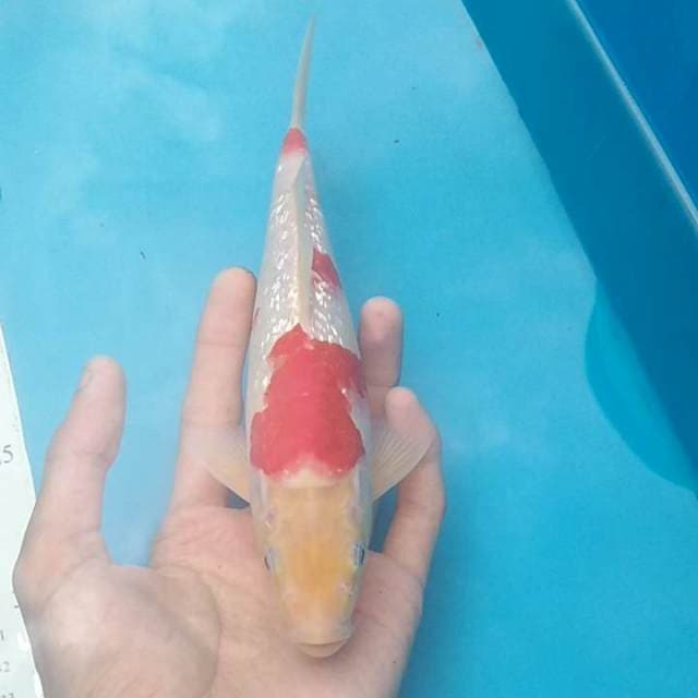 Kohaku red ginrin