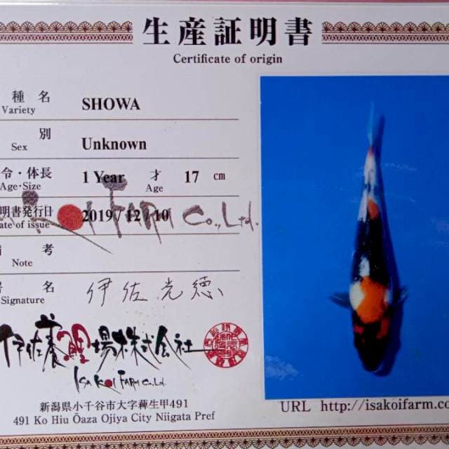 Showa isa farm import bulky