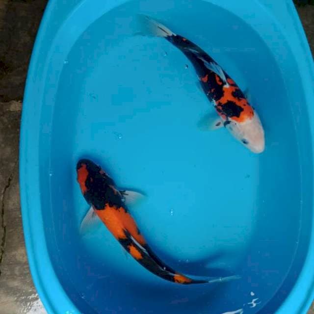 SHOWA