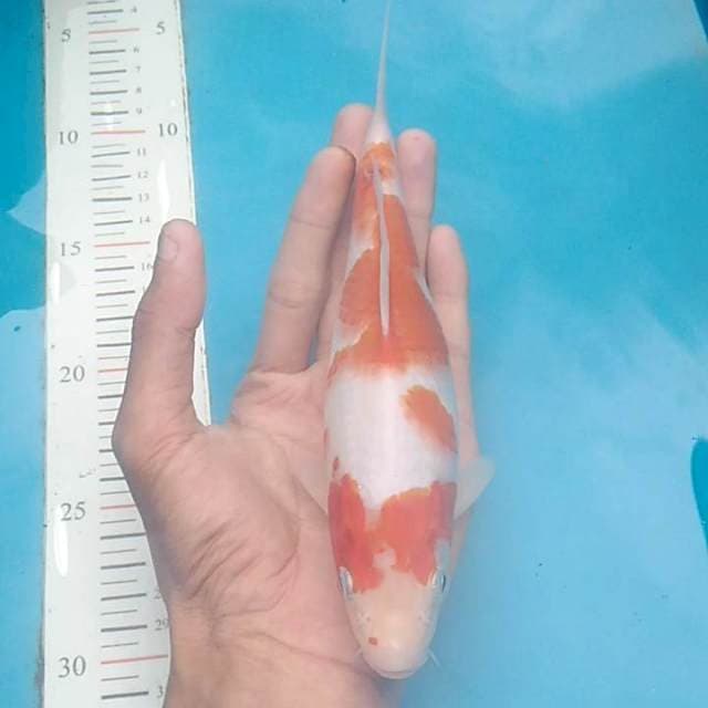 Kohaku Antik