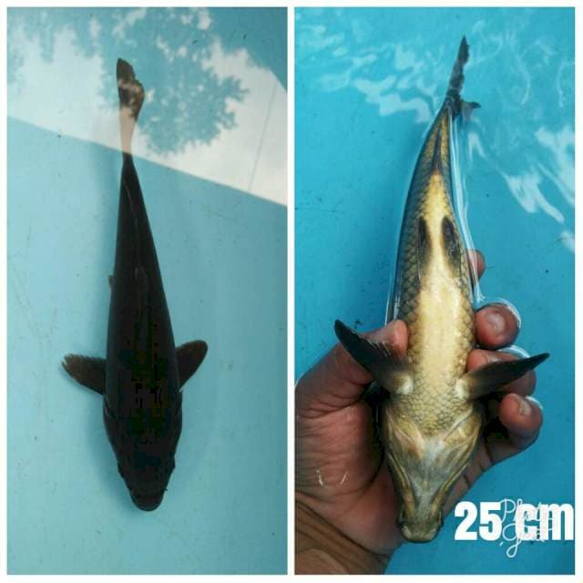 25 cm karasu