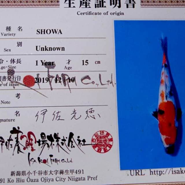 Showa new tosai import isa farm