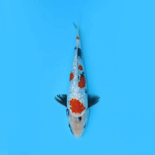 GINRIN KINDAI SHOWA 27 CM MALE