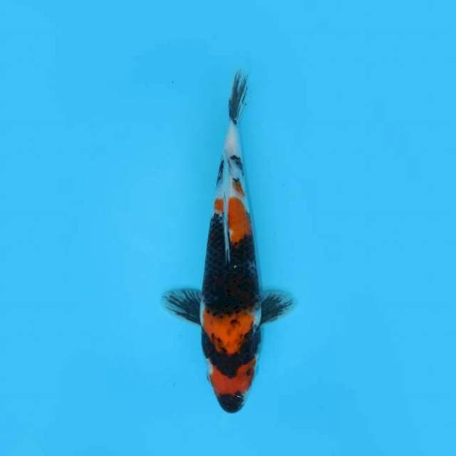 SHOWA SANSOKU 27 CM FEMALE