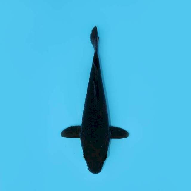 KARASHU GOI 27 CM FEMALE