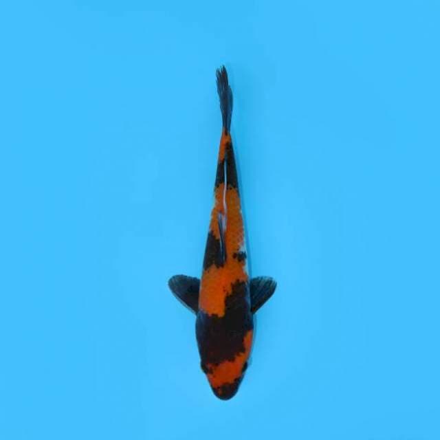 HI SHOWA 25 CM MALE