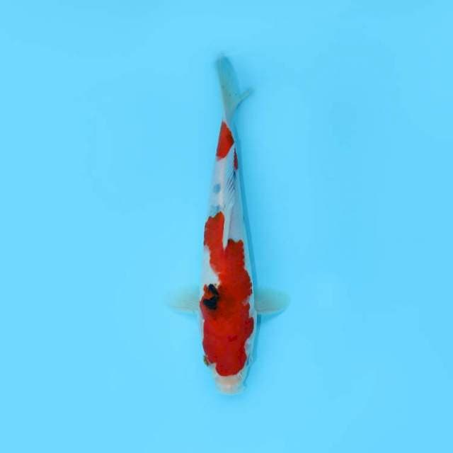 SANKE TATEGOI MERAH TEBAL 25 CM FEMALE