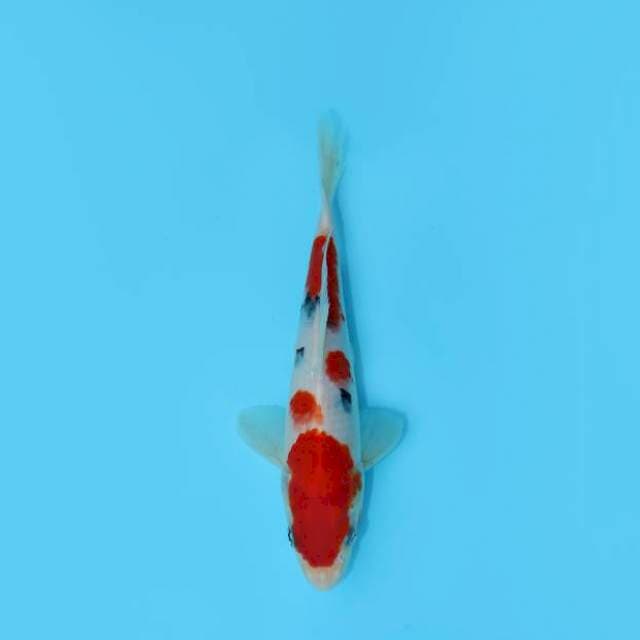 TAISHO SANKE TSUBOSUMI 21 CM MALE
