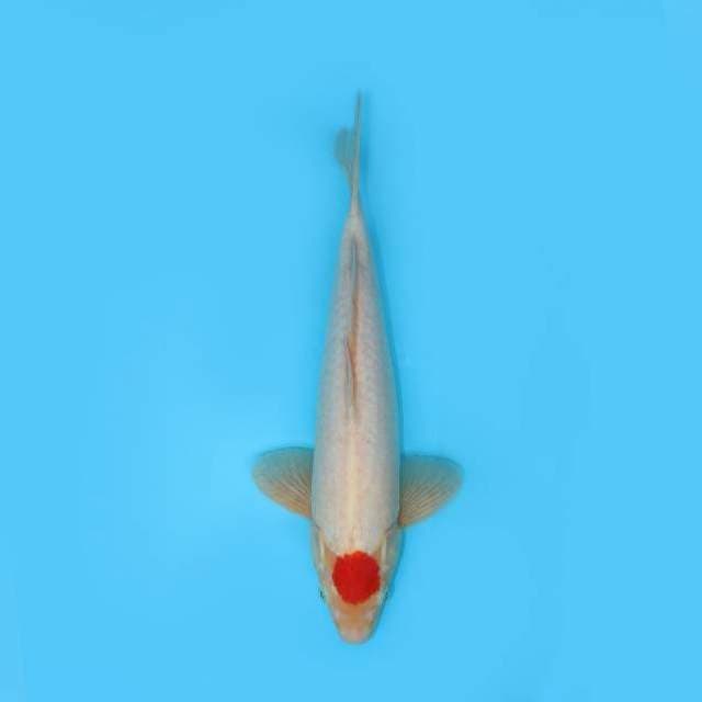 TANCHO KOHAKU 37 CM MALE