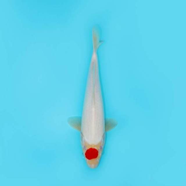 TANCHO KOHAKU 29 CM FEMALE
