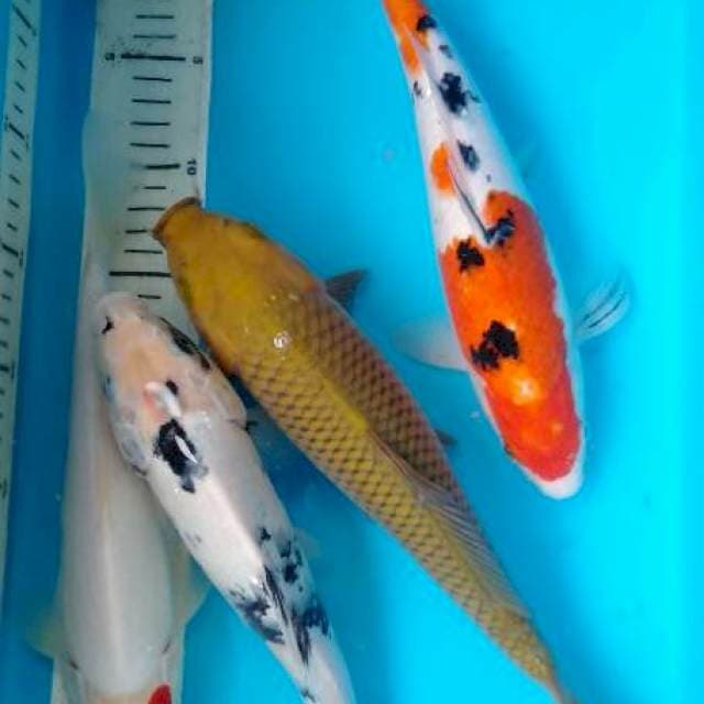 Mix jhos 30cm