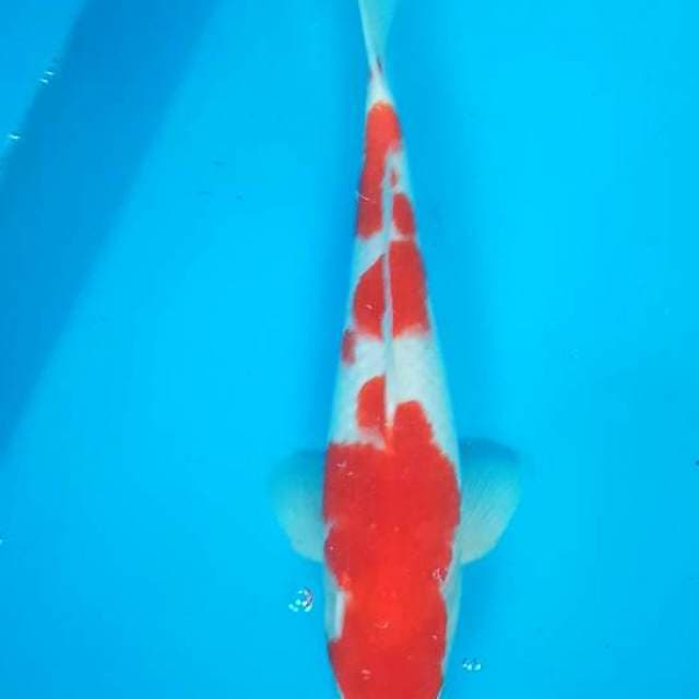 MALE KOHAKU 34 Cm...FREE ONGKIR