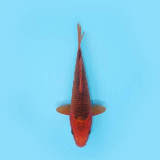 AKA MATSUBA 26 CM FEMALE